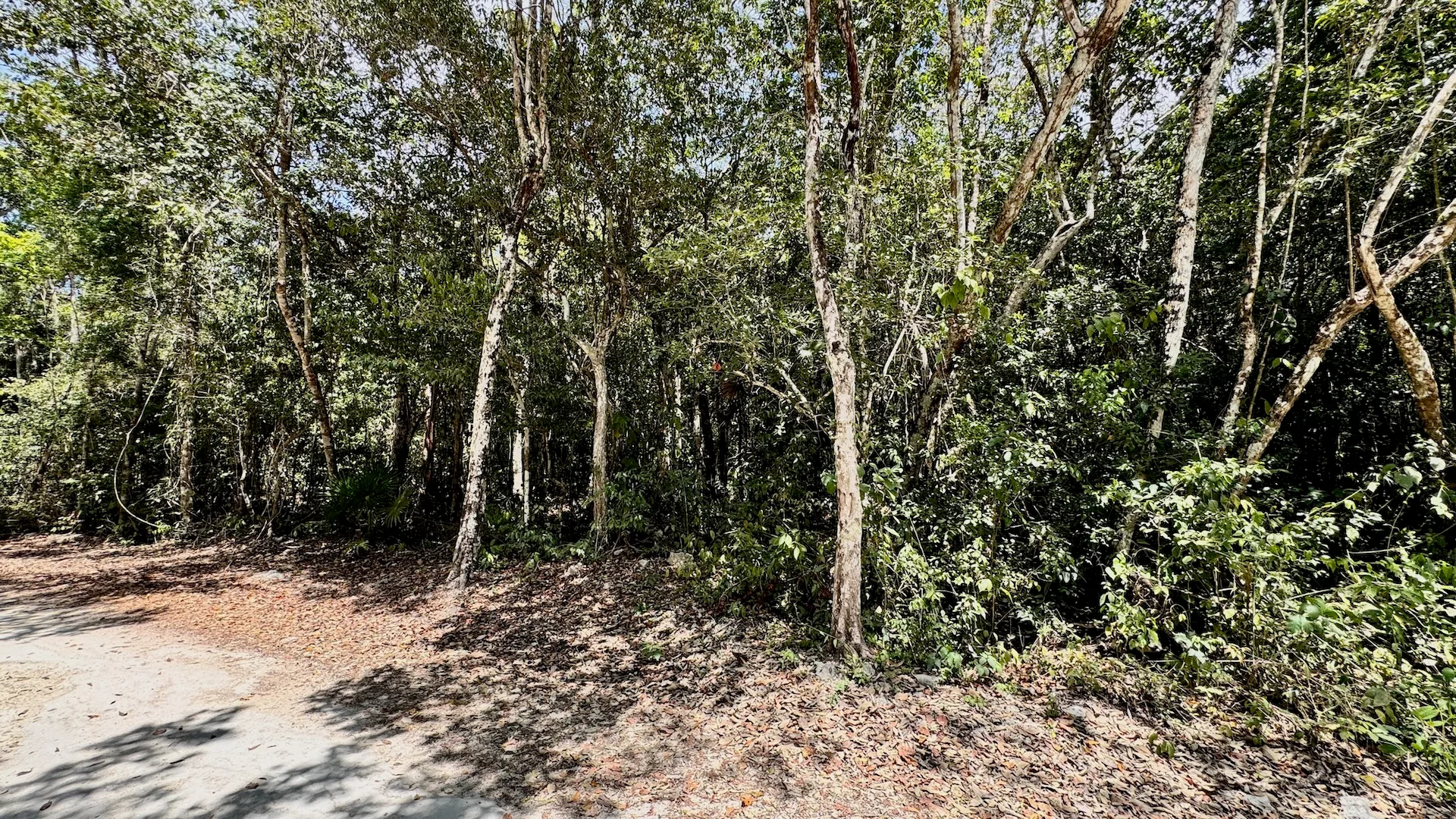Paraiso Tucan: 3.4-Hectare Jungle Property Near Xpu-Ha photo 4